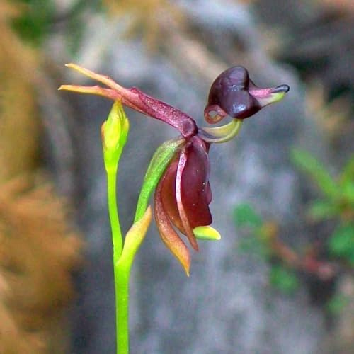 Caleana mayor pradera de exóticas semillas de orquídeas los amantes las jardín en el balcón trepadoras orgánicas, primavera 160semillas
