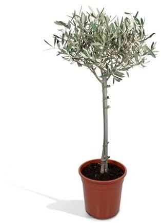 Olivenbaum Olea europaea – Mediterrane Zimmer- & Terrassenpflanze – Höhe ca. 90cm – Ø19cm – Immergrün & dekorativ – Robust & pflegeleicht