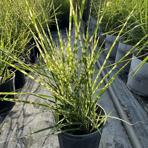 Semi di Miscanthus sinensis - per luoghi soleggiati resistenti per balconi ornamentale da giardino, da giardino 50pcs