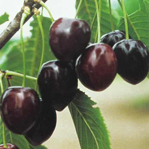 PIANTA DA FRUTTO CILIEGIA KORDIA in vaso 20 età 2/3 anni