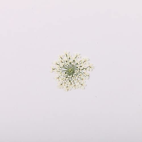 100pcs/pack Ammi majus Natural Pressed Dried Flower for Resin Jewelry Making, Soap and Candle Making, Scrapbooking DIY (White)
