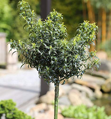 Hochstamm Stechpalme Ilex Heckenzwerg® 40-60cm - Ilex meserveae - lebende Gartenpflanze aus den Baumschulen