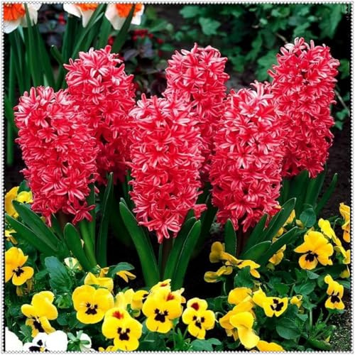 Giacinto Raro Elegante per Giardino/Tuberi Resistente e Perenne per Esposizione/Rizomi da giardino resistenti/Crescono vigorosamente in vaso-6 rizomi-D
