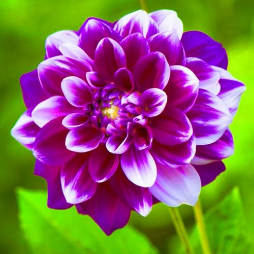 Dahlia Tubers UK Best Decoration Wedding Flowers/Hardy Perennial/Garden Flowers-10bulbs-b