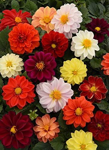 Just Seed - Flower - Dahlia Figaro Mix - 25 Seeds
