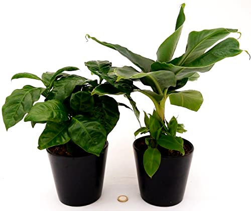 POWERS TO FLOWERS - PIANTA DEL BANANO e PIANTA DEL CAFFE', DUO DI PIANTE DA FRUTTO TROPICALI, vaso13CM, piante vere