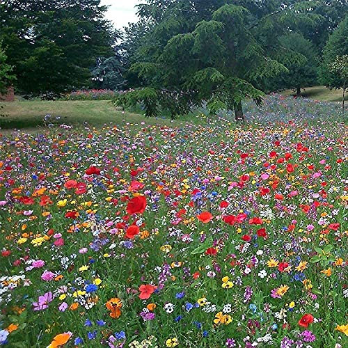 2 kg 100% Pure Wild Flower Ornamental Meadow Premium Seeds pretty wild seeds Mix 149 2kg Free Next Day delivery UK Mainland