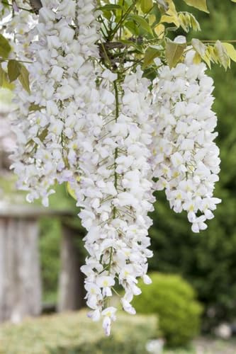Chinesischer Blauregen Wisteria sinensis Alba 150-200 cm winterhart | Weiße Blüten, duftend, sonniger Standort, pflegeleicht, ideal für Gartenbegrünung, blühfreudig, robust