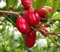 Nouveau frais 30pcs graines de fruits miraculin