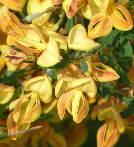 Edelginster Besenginster 'Cytisus Apricot Gem' 30-40 cm winterhart Freilandaufzucht