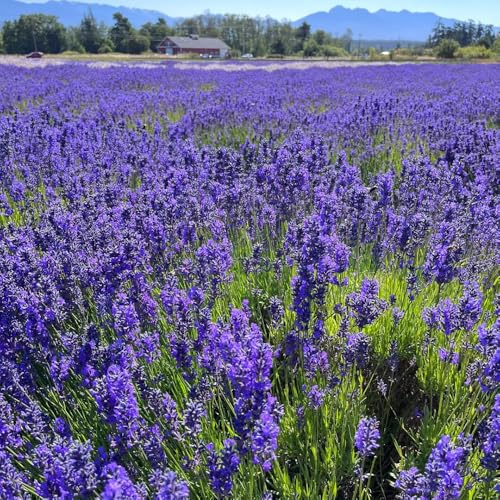 semi di lavanda resistenti, balcone, giardino, serre aiuola rialzata, 100pcs