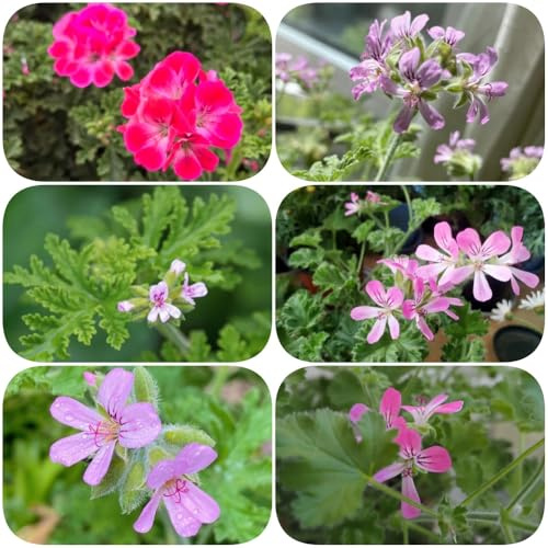 Semillas de geranio perfumadas, invernaderos de balcón con jardín geranio limón, raro exótico jardineros semillas verdes 180pcs
