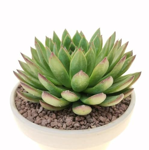 Echeveria Agavoides Natural Planta de Crecimiento Moderado