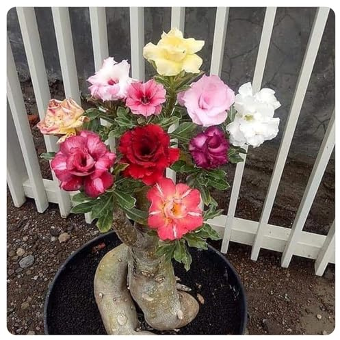 Rosa del deserto bonsai Per fioriere eleganti capolavori in vaso di premium adenium obesum vera garden stakes a rapida crescita brillante -1unità