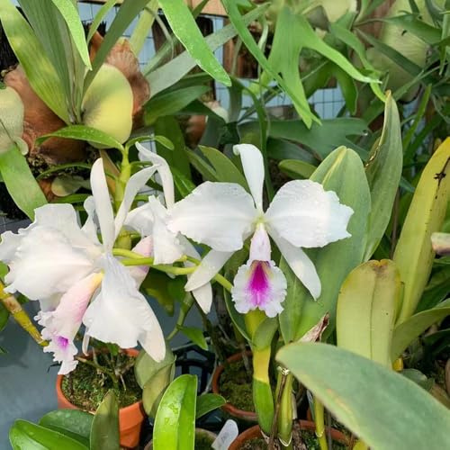 55 piezas semillas de orquideas - en resistentes de la orquídea, semillas catleya, primavera exóticas, cobertura del suelo, perenne