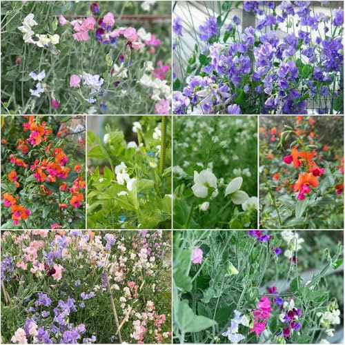 wicken - wildblumensamen Edelwicke balkon kletterpflanzen winterhart garten blumendeko hochbeet balkon Edelwicken 150samen