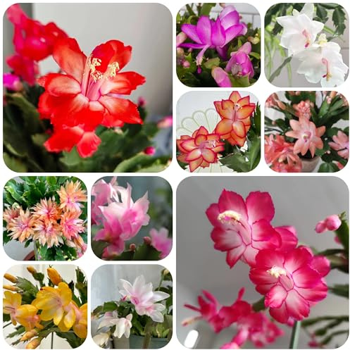 Cactus de Navidad semillas de como recuerdo fiesta Schlumbergera habitación con sombra suculentas balcón en macetas decoración otoño silvestres, 300semillas