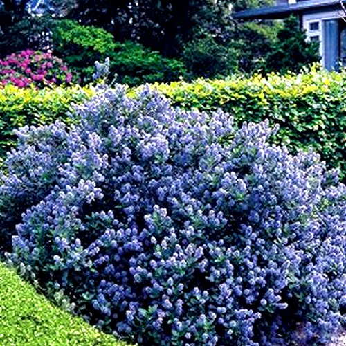 GardenersDream Ceanothus 'Yankee Point' Plant - California Lilac Evergreen Shrub in 9cm Pot - Outdoor Garden Ready Hardy Shrub - All Year Round Outdoor Plant for Groundcover (9cm Pot, 15-25cm)