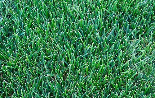 2kg Park Drought Resistant Lawn Seed with Kentucky Bluegrass Grass for Dry Soil - Supplied by Pretty Wild Seeds