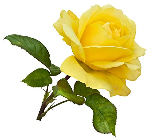 Floribunda Rose Plants, 'Mountbatten', 1 x Full Plant in a 5 Litre Pot, Rose Bush, Garden Ready and Ready to Plant, Premium Quality Roses