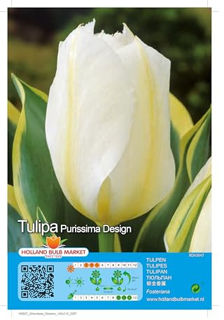 Tulpenzwiebeln : Tulpe  Purissima Design  5 Blumenzwiebeln