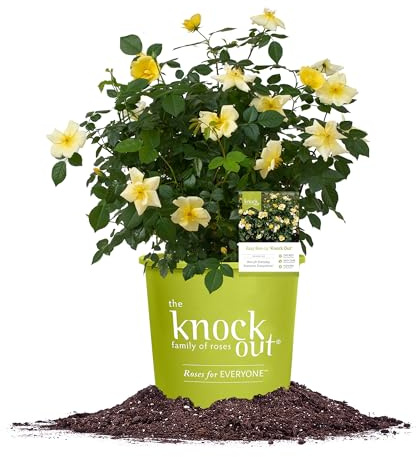 Perfect Plants Easy Bee-zy™ Knock Out® Rose Bush 1 Gallon | Live Rose Shrub | Fresh Roses