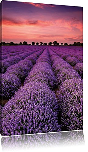 Pixxprint Wunderschöne Lavendel Provence, Größe: 100x70cm, Leinwandbild, fertig gespannt, Wandbild, Dekoration, Kunstdruck, kein Poster