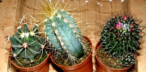 Kakteenmix 3 verschiedene Kakteen für Terrarien und Paludarien, Kaktus