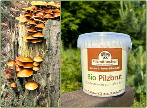 Bio Stockschwämmchen Substratbrut - Pilze selber züchten