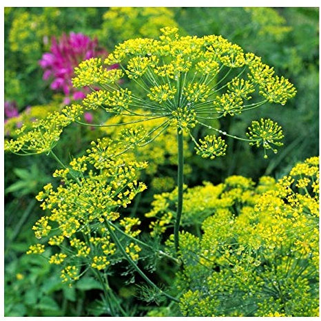 PREMIER SEEDS DIRECT - HERB Seeds - Dill Bouquet - 3000 Seeds