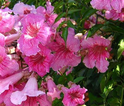 Seedeo® Rosa Trompetenblume (Podranea ricasoliana) 20 Samen