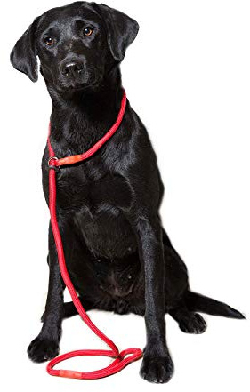 Dog & Field Deluxe Gundog Slip Lead - Red. Super Soft Braided Nylon Slip Lead For Dogs With Rubber Stopper, Easy To Slip On, No Collar Or Harness Needed.