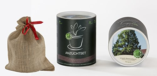 Seedeo Anzucht-Geschenkset Urwelt-Mammutbaum (Metasequoia glyptostroboides)