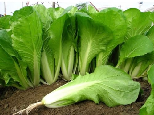 1/2-oz 5600 Seeds Baby Taiwan Pak Choi Seeds 台灣小白菜; Bok Choy; Heirloom Non-GMO