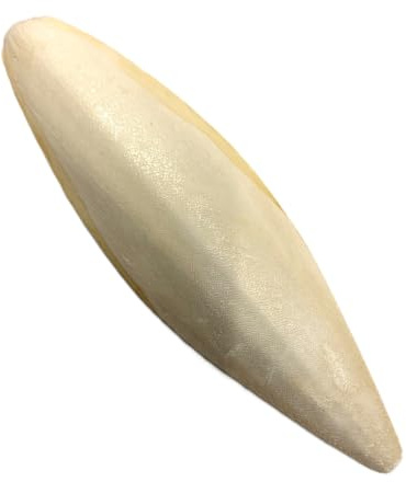 16-20cm Premium Quality Cuttlefish Bone Larger Size (Pack of 1) Suitable for Parrots, Cage Birds, Reptiles etc.