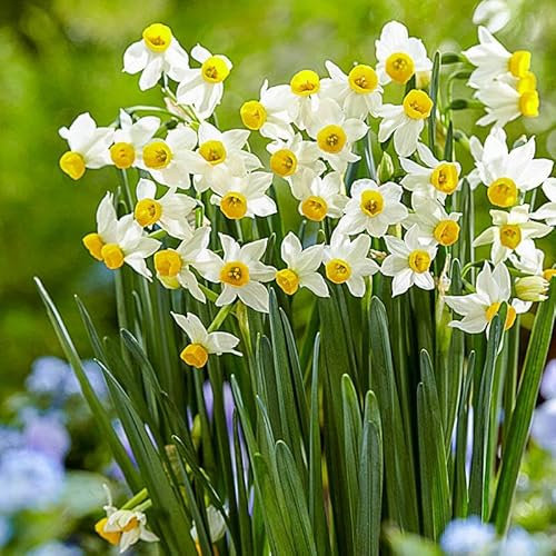 Narcissus Canaliculatus Daffodils White Yellow Flowers Perennial Spring Garden Bulbs (10)