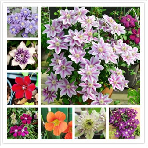 Lebende Pflanzen,Mysteriöse magische Glühbirne, Mehrjährige Blumenzwiebel ist winterhart, Winterhart pflanzen, Blumenzwiebel Mix-4 Clematis Winterhart Mehrjährig