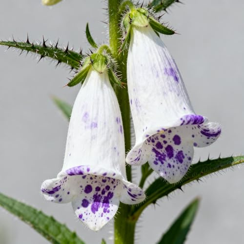 glockenblume winterhart - frühlingsblumen winterfeste für balkon, pflanzenkübel kräutersamen blumensamen mehrjährig winterhart, winterharte 300samen