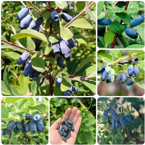 Semi di Lonicera caerulea - da giardino frutteto resistenti per contenitori Semi di mirtillo siberiano selvatici 120pcs