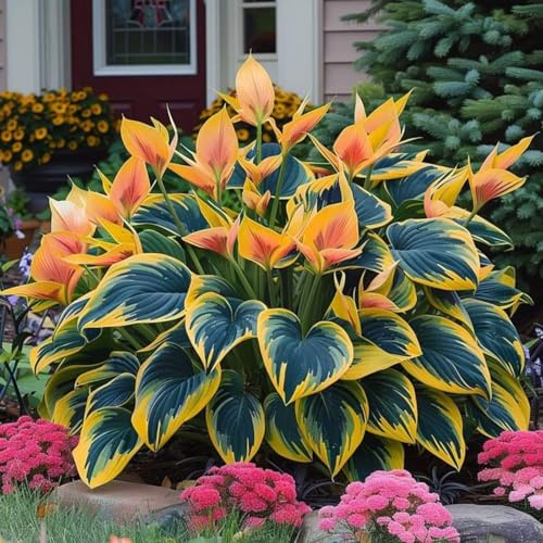 Brillante Hosta bulbi,piante erbacee Resistenti perenni,bulbi da fiore a fioritura primaverile,adatti per la semina immediata,Hosta pianta vera(non artificiali)-6 Bulbi-J