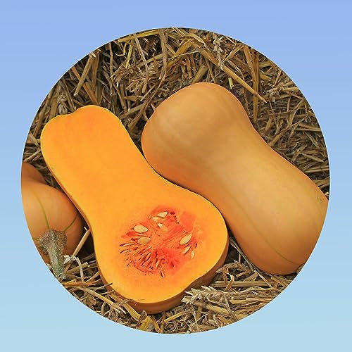 Planète graines - lot de 3 grammes de Courge betternut - ou appelé doubeurre soit environ 33 graines