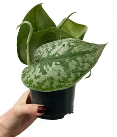 Scindapsus Exótico Natural la Planta Colgante Ideal para tu Espacio Natural