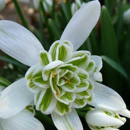 Mehrjährige Blumenzwiebel ist winterhart, Schneeglöckchen tuber,Mysteriöse magische Glühbirne,Lebende Pflanzen,Blumenzwiebel Mix, Luftreinigung-2 Schneeglöckchen zwiebeln-C