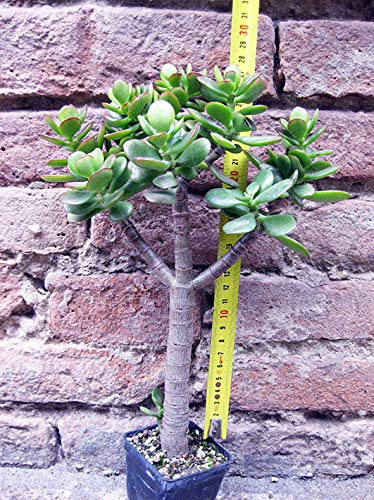 Geosism & Nature Crassula portulacea 30 cm, Cactus, Plante succulente