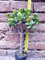 Crassula portulacea 30 cm, cactus, plante succulente