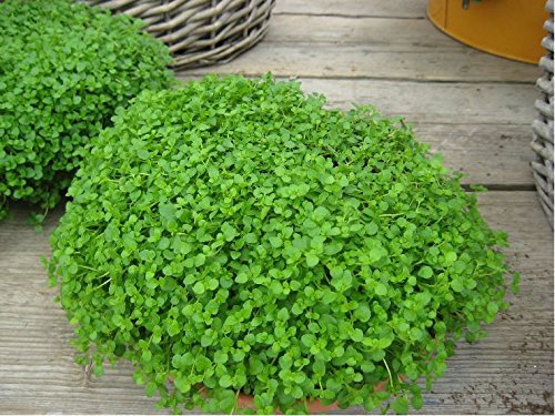 Herb - Mentha requienii - Corsican Mint - Mint Mini - 10 Pelleted Seed