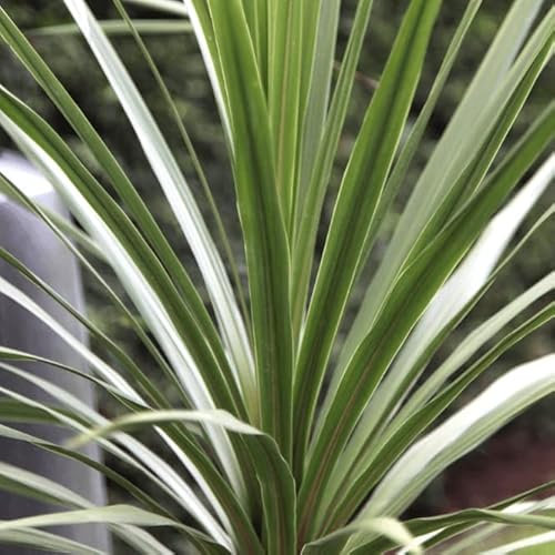 Carbeth Plants Cordyline Australis Tree Palm in 9cm Pot – Hardy Evergreen Tropical Cabbage Palm for Garden, Patio & Containers – Architectural Outdoor Ornamental Plant for UK Gardens