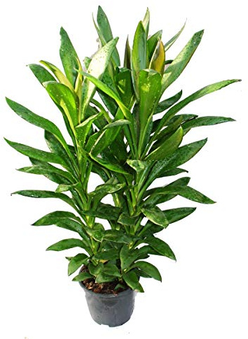 Cordyline fruticosa, lys club, vert en pot de 19cm