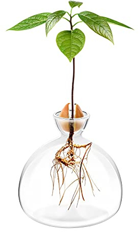 Avocado Seed Starter Pflanzgefäß Vase Topf Baum Anzuchtset Glasvasen wachsen Bäume zu Hause Ungewöhnliche Gartengeschenke