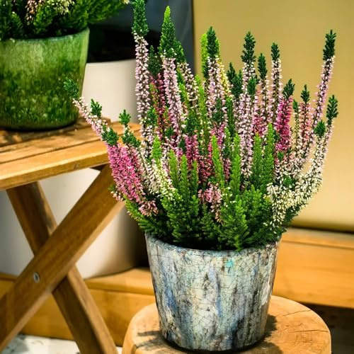 semillas de brezo, decoración de salón Erica carnea, semillas de resistentes al exterior 500pcs